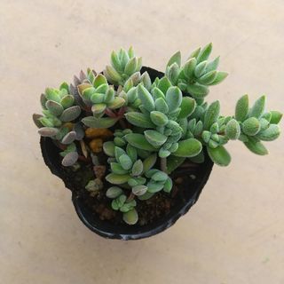 多肉植物 セダム ルベンスリザード I株の通販 by まりまり's 多肉植物 セダム ルベンスリザード I株の通販 by まりまり's