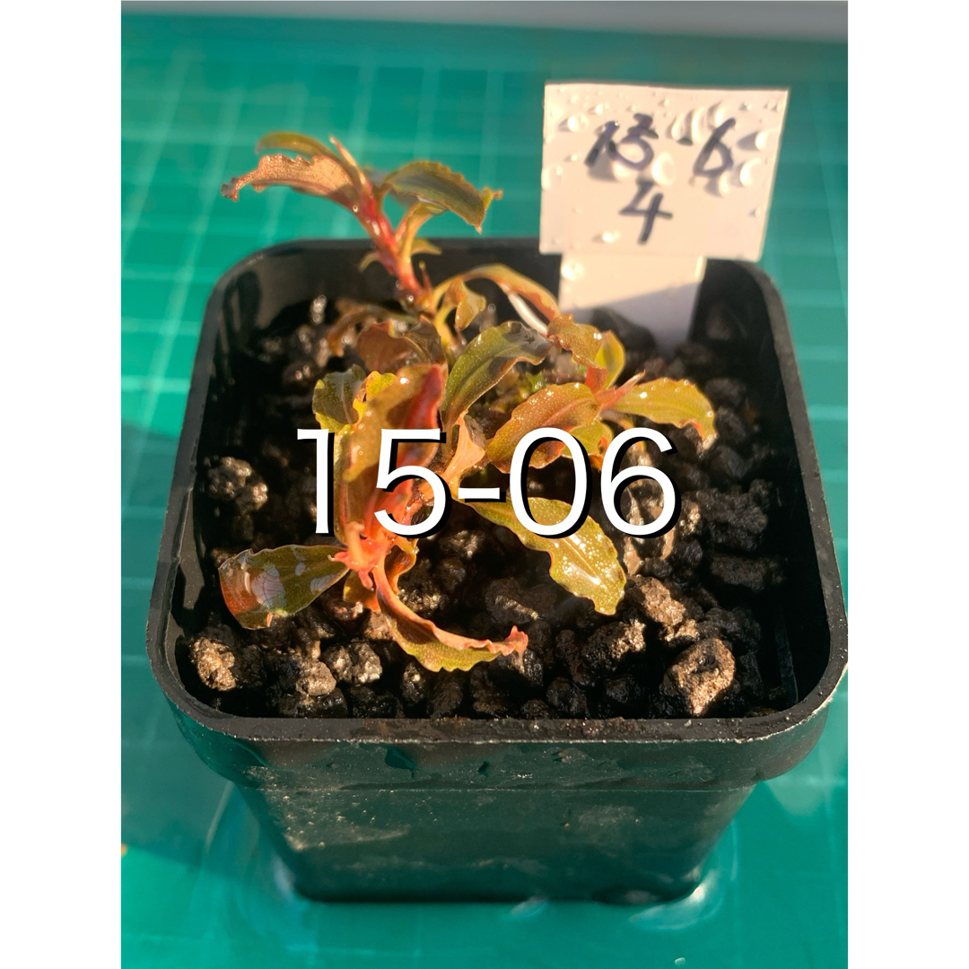 盆栽風水草 ブセファランドラspクダカン 鉢付 新鮮水草②の通販 盆栽風水草 ブセファランドラspクダカン 鉢付 新鮮水草②の通販