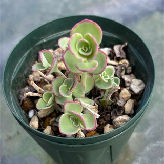 越中ミセバヤ 多肉植物の通販 by ごんず プロフ必読|ラクマ 越中ミセバヤ 多肉植物の通販 by ごんず プロフ必読|ラクマ