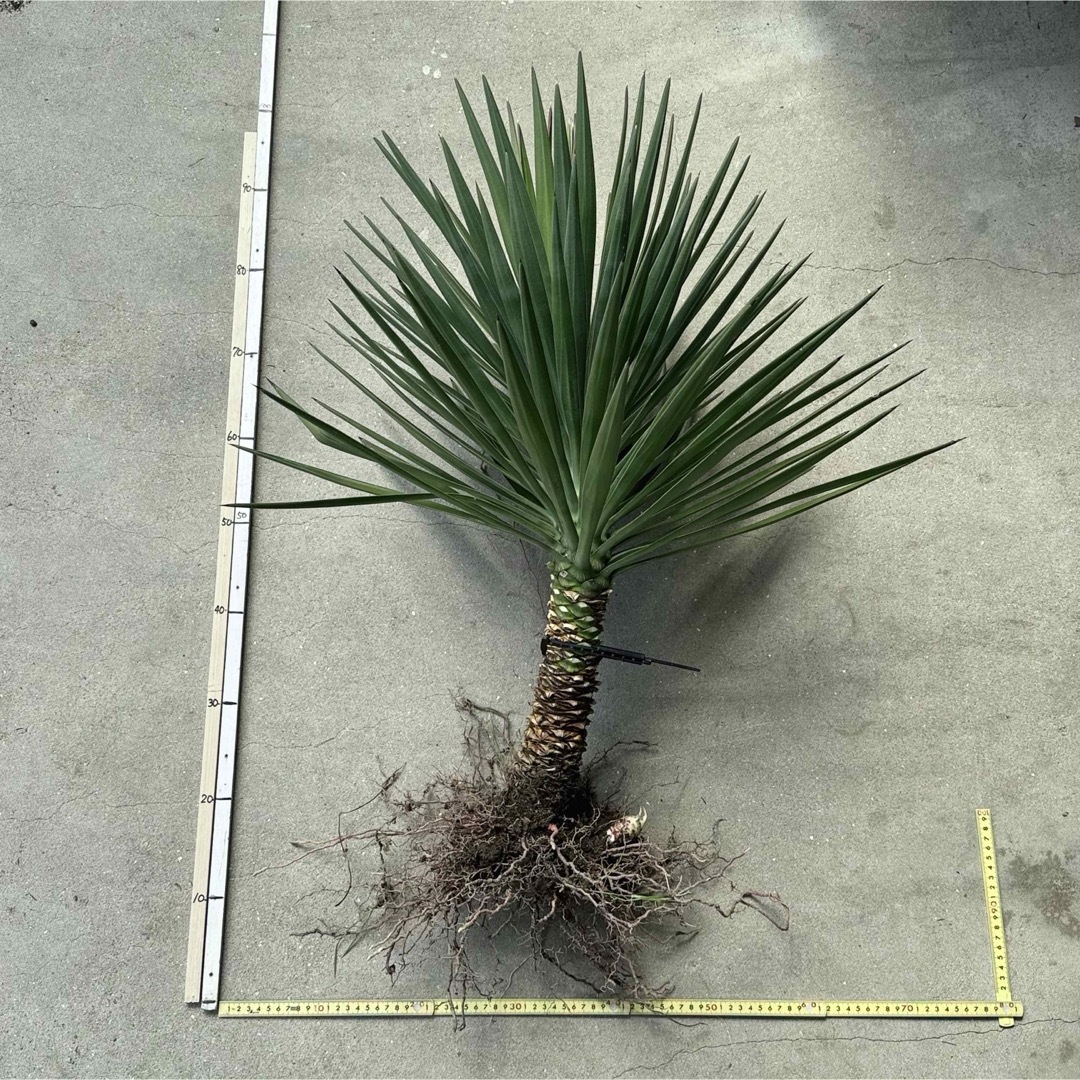 Yucca aloifolia Yucca aloifolia