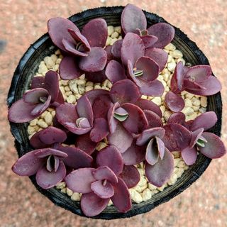 多肉植物 サファイア 抜き苗 の通販 by WHO shop|ラクマ 多肉植物 サファイア 抜き苗 の通販 by WHO shop|ラクマ