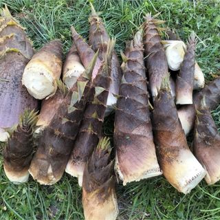 新鮮 たけのこ 約10キロ 信州産 長野県産 当日収穫 当日出荷 の 新鮮 たけのこ 約10キロ 信州産 長野県産 当日収穫 当日出荷 の