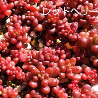 桜鬼 札なし 抜き苗 ミックスベリア おらいさん苗 多肉植物の 桜鬼 札なし 抜き苗 ミックスベリア おらいさん苗 多肉植物の