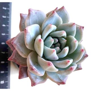 ピンクベリー 8個セット 多肉植物の通販 by hs's shop|ラクマ ピンクベリー 8個セット 多肉植物の通販 by hs's shop|ラクマ
