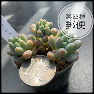 多肉植物 ネオンブレーカーズ 抜き苗の通販 by Qooco's shop|ラクマ 多肉植物 ネオンブレーカーズ 抜き苗の通販 by Qooco's shop|ラクマ