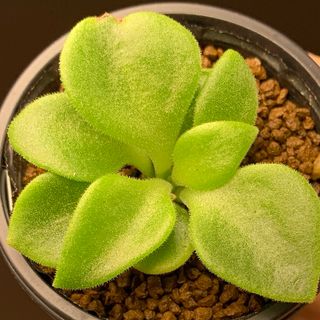 レア実生! チレコドン ヒルチフォリウス 多肉植物 塊根植物 レア実生! チレコドン ヒルチフォリウス 多肉植物 塊根植物