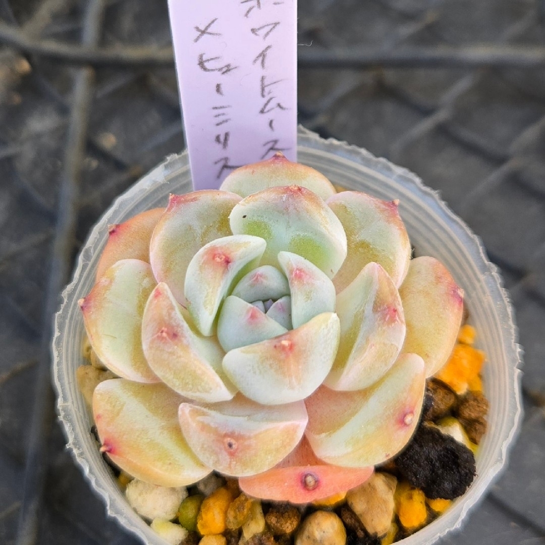 多肉植物 ホワイトムース×ヒューミリス カット苗 3.5cm前後 多肉植物 ホワイトムース×ヒューミリス カット苗 3.5cm前後