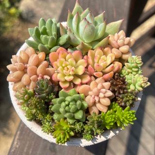 韓国苗 多肉植物エケベリア さくらドロップ カット苗の通販 by 韓国苗 多肉植物エケベリア さくらドロップ カット苗の通販 by