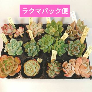 桜鬼 札なし 抜き苗 ミックスベリア おらいさん苗 多肉植物の 桜鬼 札なし 抜き苗 ミックスベリア おらいさん苗 多肉植物の