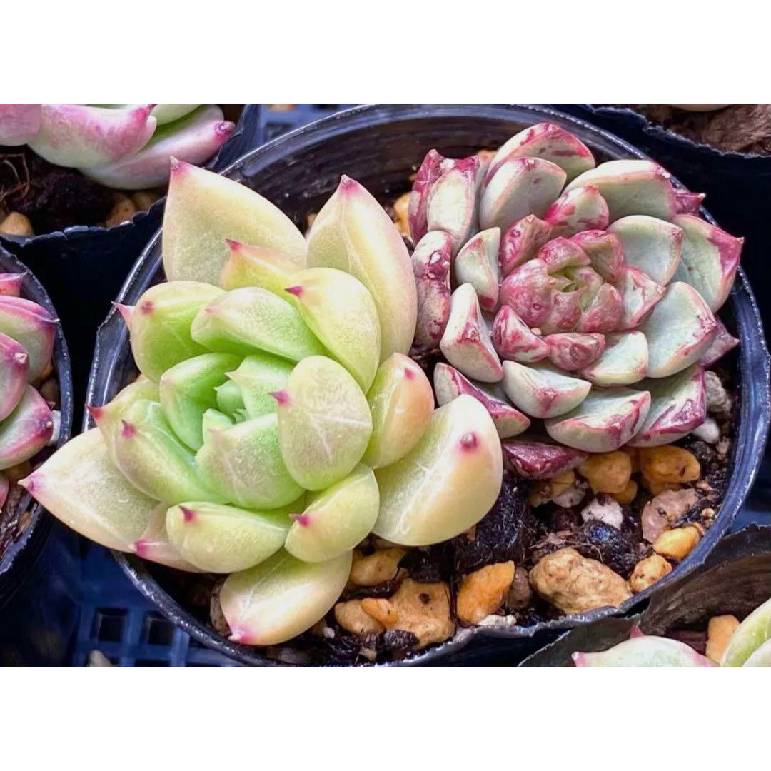 韓国苗セット♡抜き苗 多肉植物の通販 by シムチョン♪'s shop 韓国苗セット♡抜き苗 多肉植物の通販 by シムチョン♪'s shop