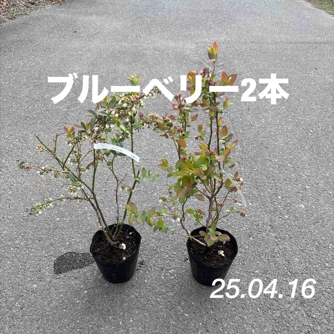 r16.ブルーベリー苗 ミスティとマグノリア2本の通販 by id plans r16.ブルーベリー苗 ミスティとマグノリア2本の通販 by id plans
