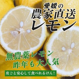 ☆不知火(デコポン)8㎏箱込 ヤケ果 家庭用 産地直送 みかん ☆不知火(デコポン)8㎏箱込 ヤケ果 家庭用 産地直送 みかん