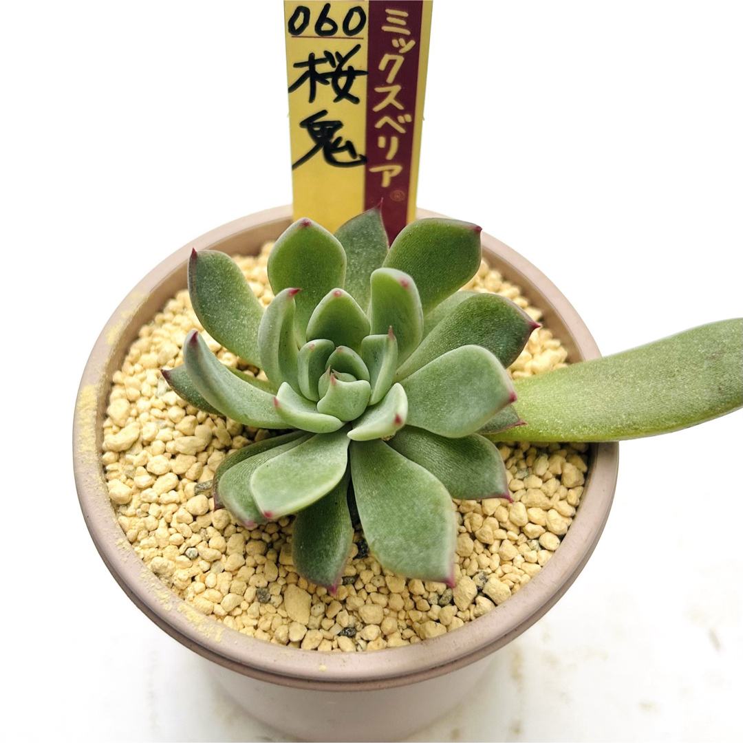 桜鬼 札なし 抜き苗 ミックスベリア おらいさん苗 多肉植物の 桜鬼 札なし 抜き苗 ミックスベリア おらいさん苗 多肉植物の