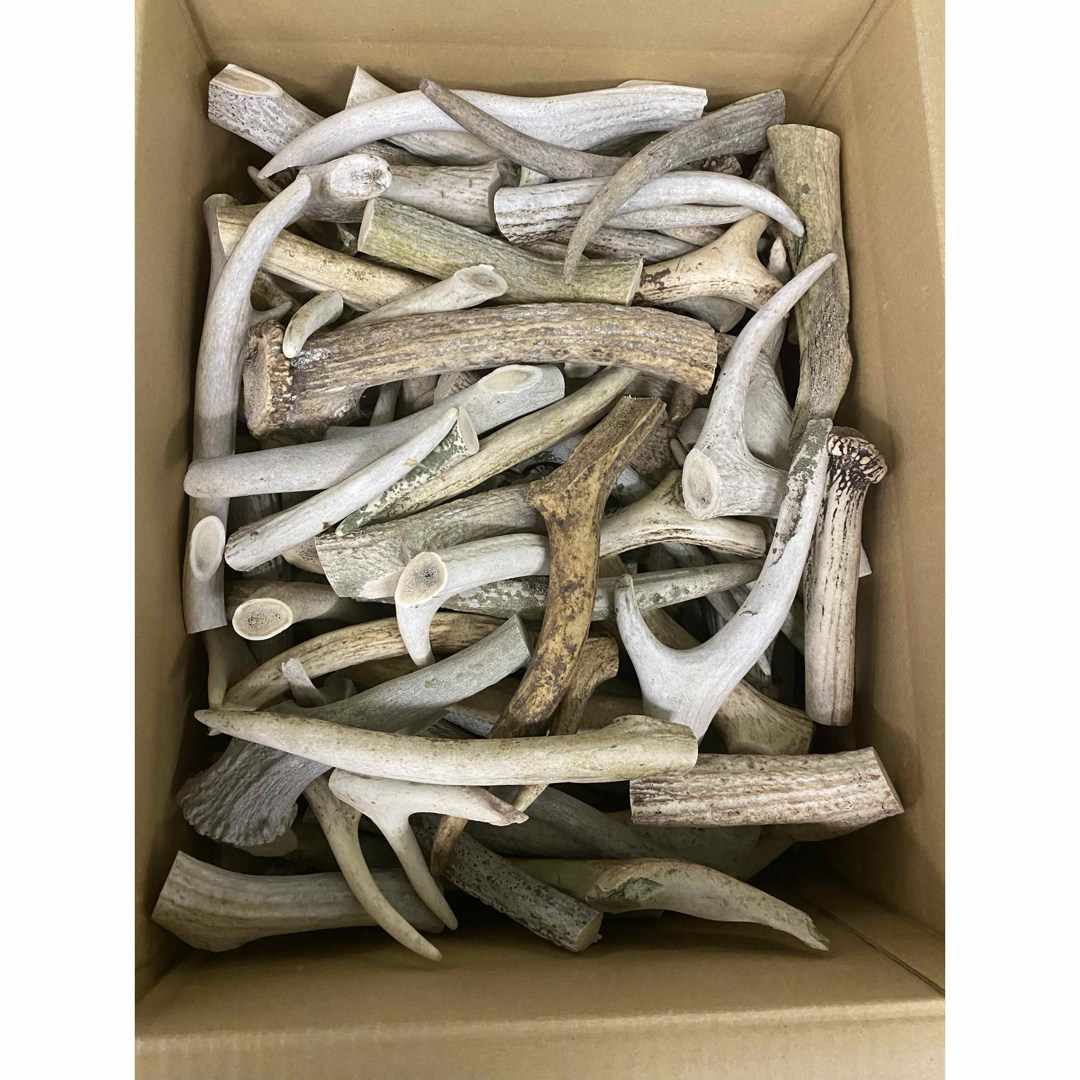 鹿の角 鹿のツノ 鹿角 鹿ツノ 蝦夷鹿 角 ハンドメイド クラフト 鹿の角 鹿のツノ 鹿角 鹿ツノ 蝦夷鹿 角 ハンドメイド クラフト