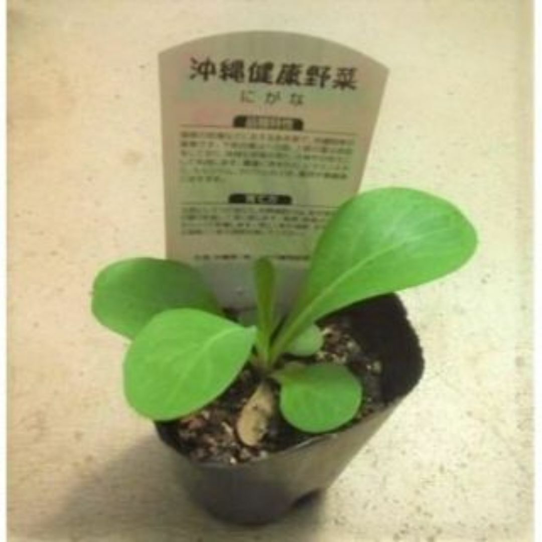 ニガナ 苦菜 苗 健康野菜 キク科 ヘルシー植物 山野草 沖縄 珍菜 その他のその他(その他)の商品写真