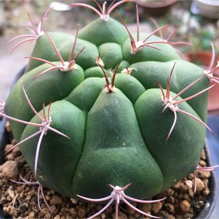 【激安】天賜玉　テンシギョク　大株　深緑色　サボテン　ギムノカリキウム　良株美株(その他)