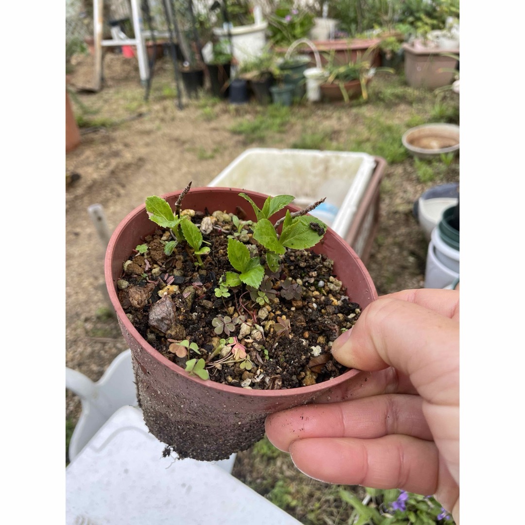 紫陽花 抜き苗 2苗 品種不明の通販 by xiuxiu6507's shop|ラクマ 紫陽花 抜き苗 2苗 品種不明の通販 by xiuxiu6507's shop|ラクマ