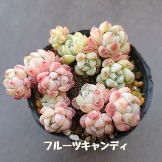 アエオニウム グリーンメデューサ錦 根付き抜き苗 3頭セット アエオニウム グリーンメデューサ錦 根付き抜き苗 3頭セット