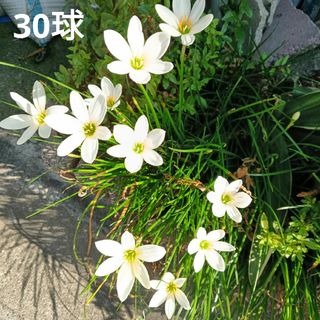 フウセンカズラの種(100粒程度)の通販 by pon⑅︎◡̈︎*'s フウセンカズラの種(100粒程度)の通販 by pon⑅︎◡̈︎*'s
