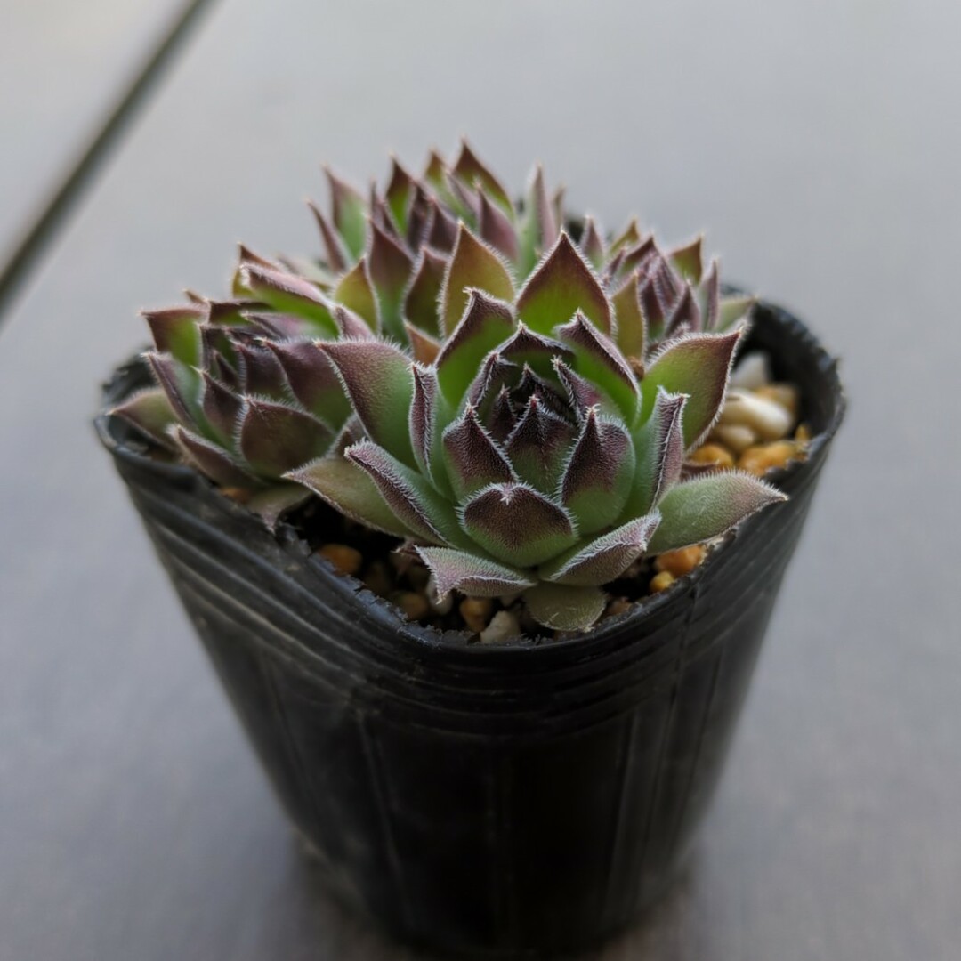 多肉植物 センペルビウム 抜き苗の通販 by Belle forêt's shop 多肉植物 センペルビウム 抜き苗の通販 by Belle forêt's shop