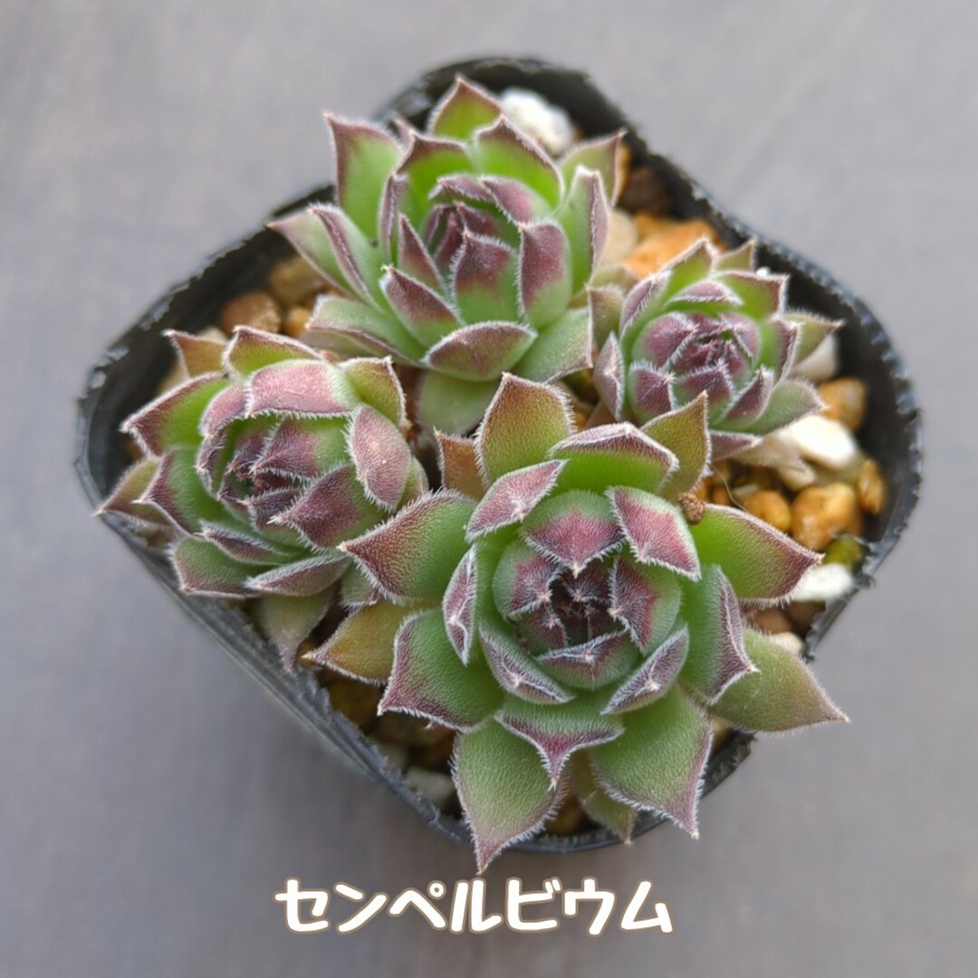 多肉植物 センペルビウム 抜き苗の通販 by Belle forêt's shop 多肉植物 センペルビウム 抜き苗の通販 by Belle forêt's shop