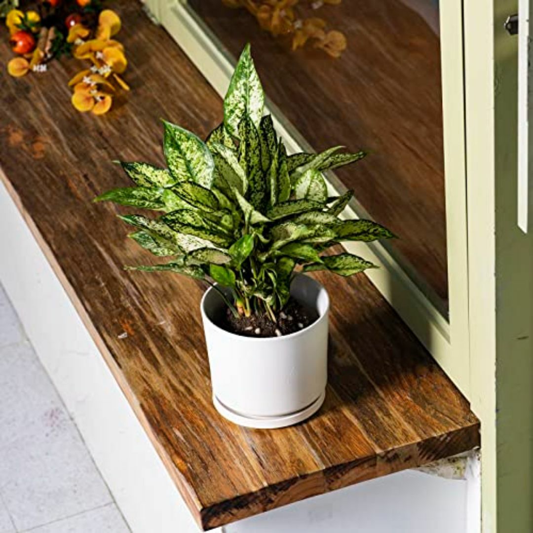Easy-Tang 鉢 植木鉢 陶器 プランター 受け皿付き 排水孔付き 白 Easy-Tang 鉢 植木鉢 陶器 プランター 受け皿付き 排水孔付き 白