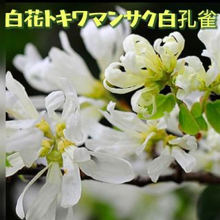 ココスヤシ シルバーリーフ葉先120cm 幹回り50cm 幹高20cm 【7 ココスヤシ シルバーリーフ葉先120cm 幹回り50cm 幹高20cm 【7