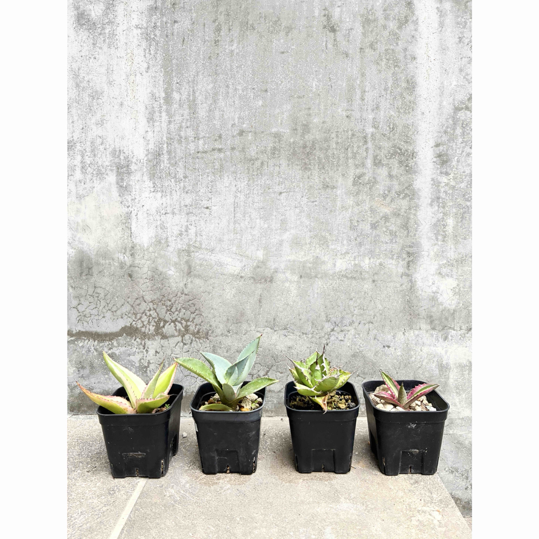 速達発送 アガベ 4点セットの通販 by south green code|ラクマ 速達発送 アガベ 4点セットの通販 by south green code|ラクマ