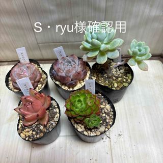 多肉植物 星美人 抜き苗 11/12の通販 by ゆき&のんちゃんのお 多肉植物 星美人 抜き苗 11/12の通販 by ゆき&のんちゃんのお