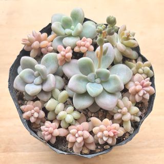 多肉植物セット ①   姫秀麗　だるま秀麗　(その他)
