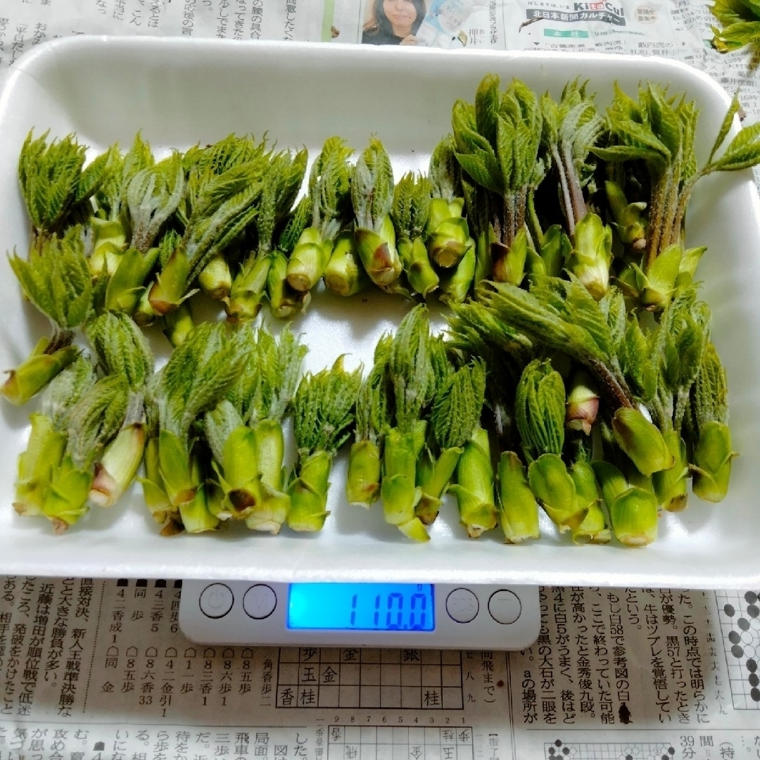 こしあぶら 100グラム ③コシアブラ 食品/飲料/酒の食品(野菜)の商品写真