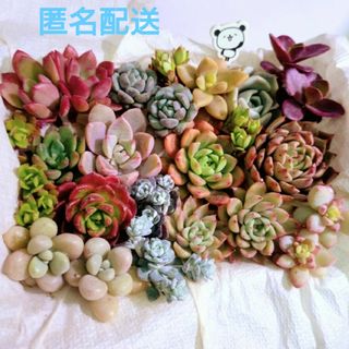 カット苗詰合せ　カラフル🎶15品種(その他)