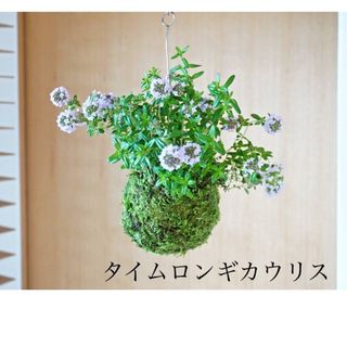 専用ページ 多肉植物 Bee house ホーリンゼの通販 by しずくのお 専用ページ 多肉植物 Bee house ホーリンゼの通販 by しずくのお