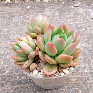 多肉植物 エケベリア すみれ牡丹の通販 by EX kazu|ラクマ 多肉植物 エケベリア すみれ牡丹の通販 by EX kazu|ラクマ