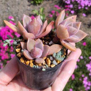 専用ページ 多肉植物 Bee house ホーリンゼの通販 by しずくのお 専用ページ 多肉植物 Bee house ホーリンゼの通販 by しずくのお