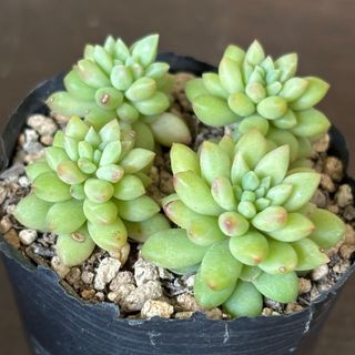 専用ページ 多肉植物 Bee house ホーリンゼの通販 by しずくのお 専用ページ 多肉植物 Bee house ホーリンゼの通販 by しずくのお