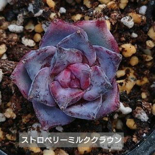 多肉植物 エケベリア すみれ牡丹の通販 by EX kazu|ラクマ 多肉植物 エケベリア すみれ牡丹の通販 by EX kazu|ラクマ