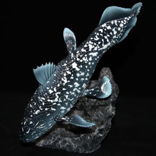シーラカンス フィギュア　約24cm(模型/プラモデル)