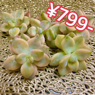 多肉植物40アリスブルー エケベリア 韓国苗の通販 by 多肉植物 多肉植物40アリスブルー エケベリア 韓国苗の通販 by 多肉植物