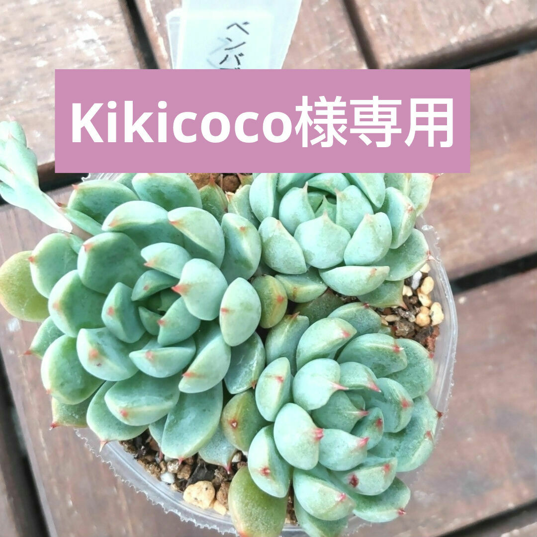 多肉植物 ベンバディスhyb の通販 by かりん's shop|ラクマ 多肉植物 ベンバディスhyb の通販 by かりん's shop|ラクマ