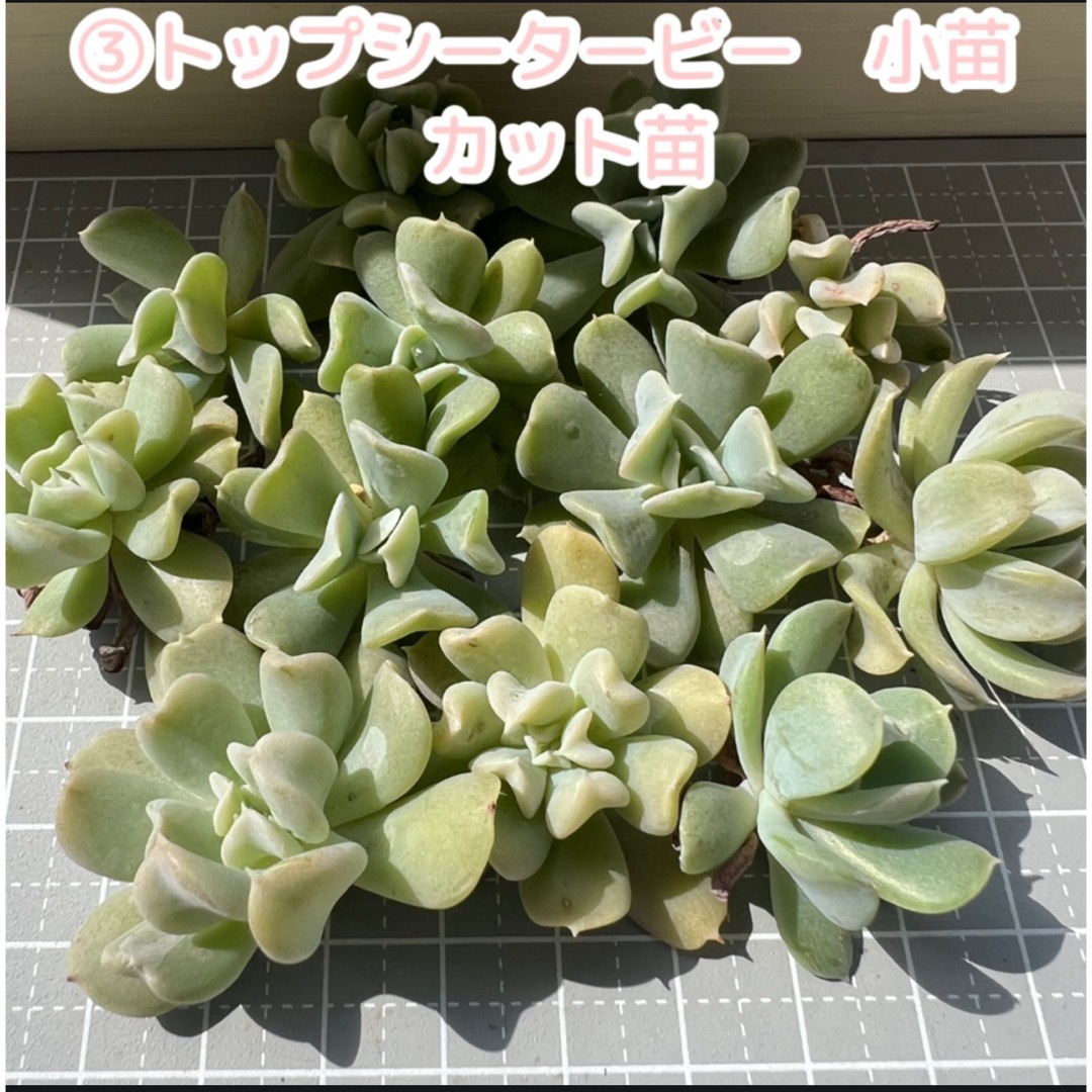 ③トップシータービー(小苗)全部 カット苗 未発根 多肉植物の ③トップシータービー(小苗)全部 カット苗 未発根 多肉植物の