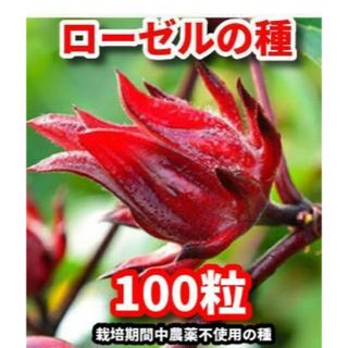 多肉植物 farm PALKさん苗 クインコロネット 鉢・札付きの通販 多肉植物 farm PALKさん苗 クインコロネット 鉢・札付きの通販