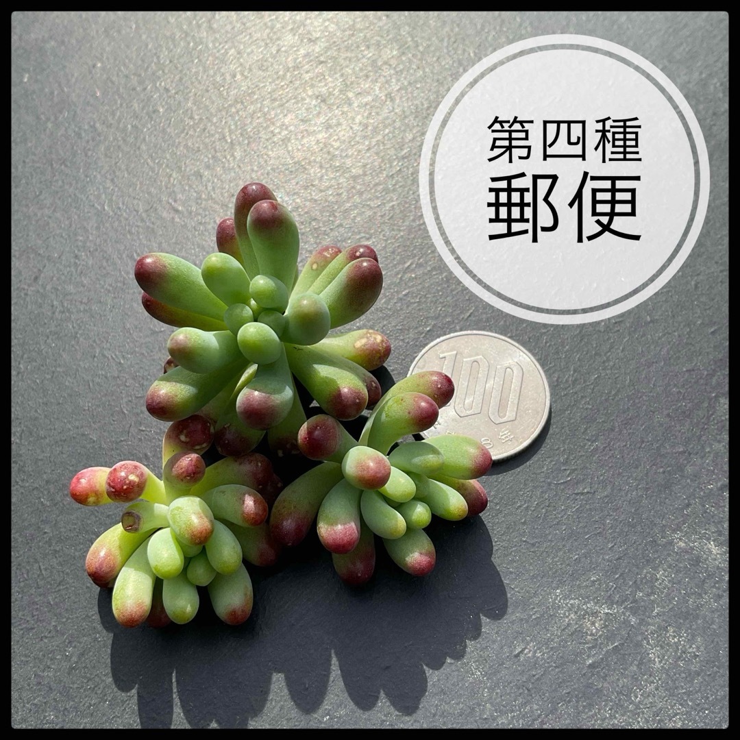 多肉植物 セダム 乙女心 3カット カット苗 ハンドメイドのフラワー/ガーデン(その他)の商品写真