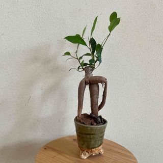 コレクション株、超陽炎】アガベ チタノタ 海王 親株の通販 by コレクション株、超陽炎】アガベ チタノタ 海王 親株の通販 by