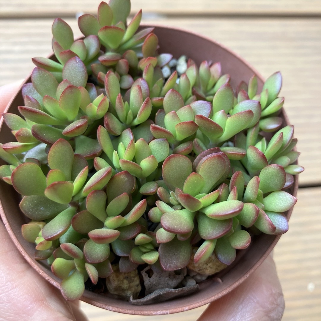 多肉植物 紅稚児 抜き苗の通販 by nacco's shop|ラクマ 多肉植物 紅稚児 抜き苗の通販 by nacco's shop|ラクマ