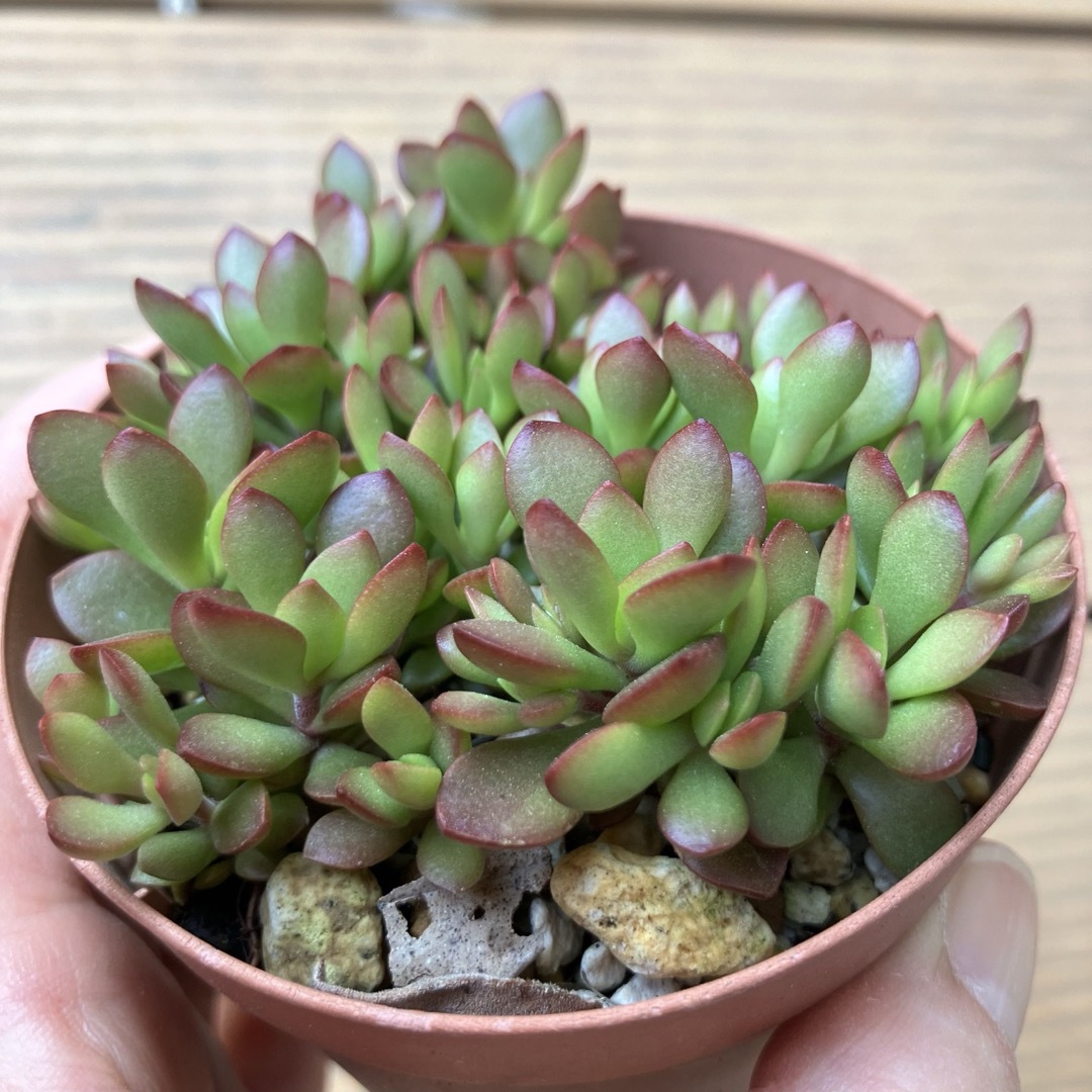 多肉植物 紅稚児 抜き苗の通販 by nacco's shop|ラクマ 多肉植物 紅稚児 抜き苗の通販 by nacco's shop|ラクマ