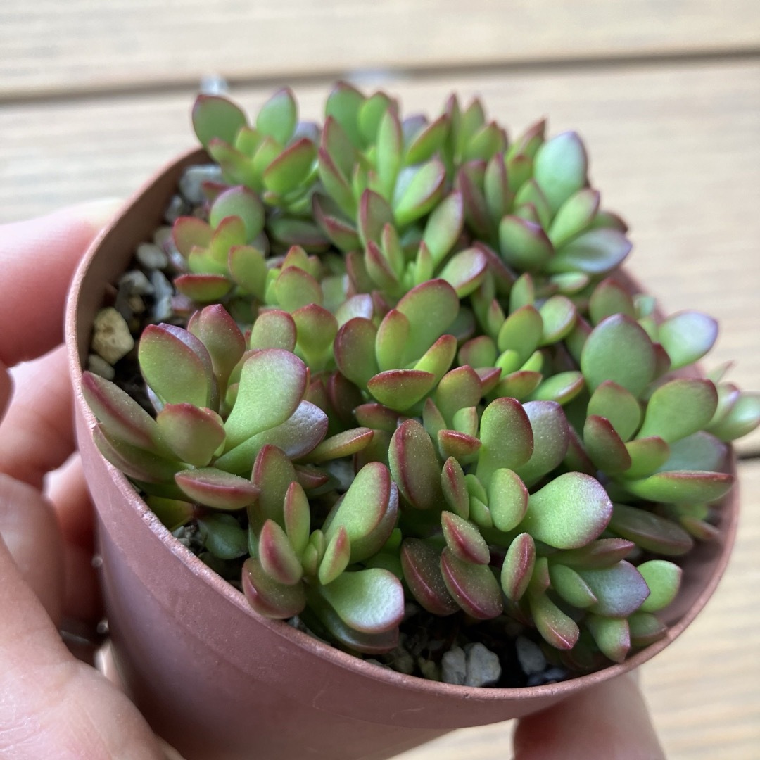 多肉植物 紅稚児 抜き苗の通販 by nacco's shop|ラクマ 多肉植物 紅稚児 抜き苗の通販 by nacco's shop|ラクマ