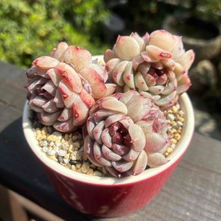 三頭っ子 テレタビーズ 新種 多肉植物 小群苗(4CMぐらい)の 三頭っ子 テレタビーズ 新種 多肉植物 小群苗(4CMぐらい)の