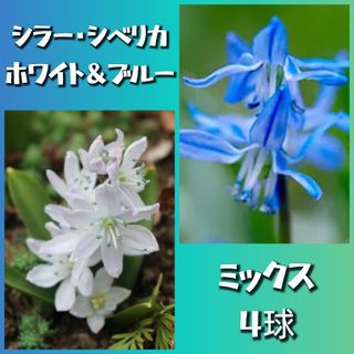 三頭っ子 テレタビーズ 新種 多肉植物 小群苗(4CMぐらい)の 三頭っ子 テレタビーズ 新種 多肉植物 小群苗(4CMぐらい)の