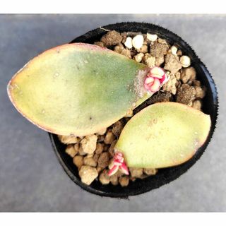 三頭っ子 テレタビーズ 新種 多肉植物 小群苗(4CMぐらい)の 三頭っ子 テレタビーズ 新種 多肉植物 小群苗(4CMぐらい)の